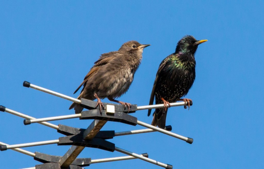starlings on an aerial 5177169 1280